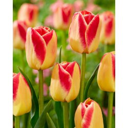 郁金香糖果角落 - 郁金香糖果角落 -  5个洋葱 - Tulipa Candy Corner