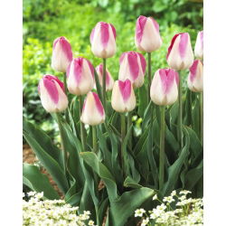 Tulipa Innuendo - Tulip Innuendo - 5 цибулин