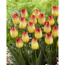 Tulpės Suncatcher - pakuotėje yra 5 vnt - Tulipa Suncatcher