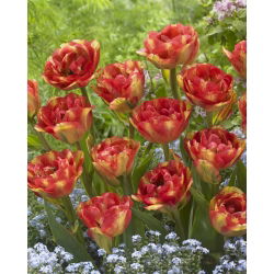 توليبدا Sundowner - توليب Sundowner - 5 البصلة - Tulipa Sundowner