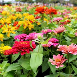 Патуљак зинниа "Тхумбелина" - 60 семена - Zinnia elegans