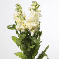 Cổ phiếu màu vàng "Excelsior"; cổ phiếu mười tuần - 300 hạt giống - Matthiola incana annua