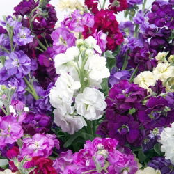Hoary stock "Excelsior" - hỗn hợp đa dạng - 300 hạt - Matthiola incana annua