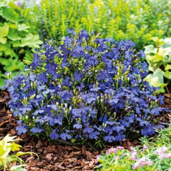 Edging lobelia - Blue - Lobelia erinus - Thrives in Containers and Hanging Baskets - Fresh Seeds