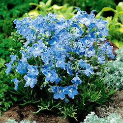 Larkspur xanh Siberia, delphinium Trung Quốc - 500 hạt - Delphinium grandiflorum