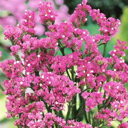 Statice sinuata - Rosa - Limonium sinuatum - Ideale per bouquet freschi e secchi - Semi Freschi