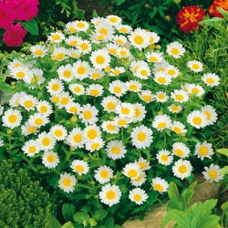 Crisantemo nano - Bianco - Chrysanthemum paludosum - Tappeto bianco incantevole per bordi e percorsi - Semi Freschi