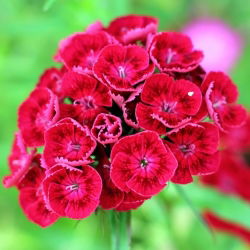 Scarlet doce William "Scarlet Beauty" - 450 sementes - Dianthus barbatus