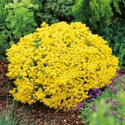 Steindodre - 500 frø - Alyssum saxatile