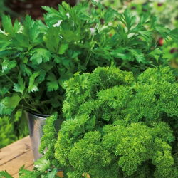 Parsley - a selection of varieties - Pelleted Seeds - Fragrant Leaves, Exceptional Yield