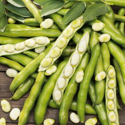 Đậu rộng "Rồng" - giống rất sớm với hạt lớn - Vicia faba L.