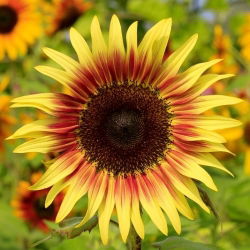 Okrasno sončnično "cono somraka" - rumeno z rdeče-rjavim obročem - Helianthus annuus - semena