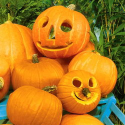 Tykev okrasná - Halloween - Nejlepší na vyřezávání - Čerstvá semena