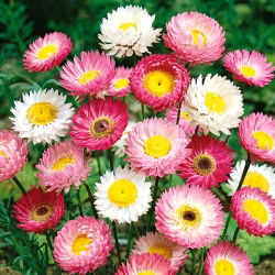 Everlasting Daisy - Mixed - Helipterum roseum - Delicate Stems, Perfect for Drying - Fresh Seeds
