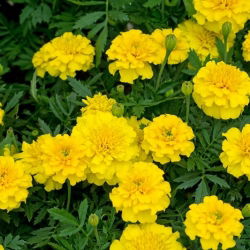 Tagetes patula nana - Honey Moon - 158 magok - sárga