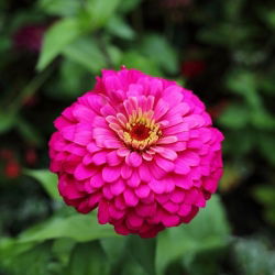 Zinnia elegans - Liliput Rose Gem - 81 zaden - roze