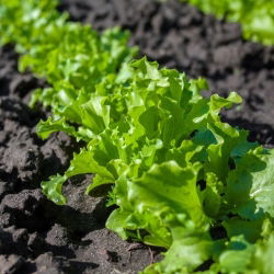 Zelena salata od lišća hrasta "Salata zdjela" - 945 sjemenki - Lactuca sativa var. foliosa  - sjemenke