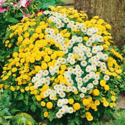 Partenio - Miscuglio - Chrysanthemum parthenium - Erba aromatica, medicinale e ornamentale - Semi Freschi