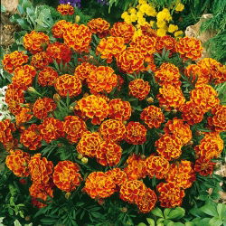Marigold Prancis "Bonita Bolero" - Tagetes patula L. - biji