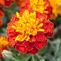 Francoski ognjič "Harmony" - Tagetes patula L. - semena