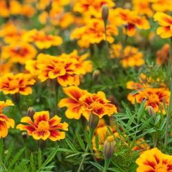 Francoski ognjič "Dainty Marietta" - enobarvni - 315 semen - Tagetes patula L. - semena