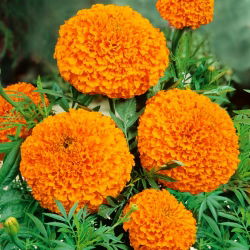 Mehiški ognjič "Titania"; Azteški ognjič - 270 semen - Tagetes erecta  - semena