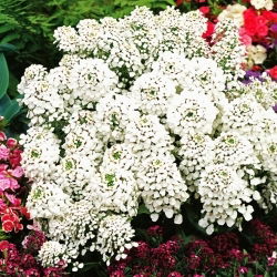 Blomsteriberis - Iberis amara - Snabbväxande skönhet, idealisk för stenpartier - Färska frön