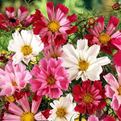 Cosmos bipinnatus - Shea Shell - mix - sementes