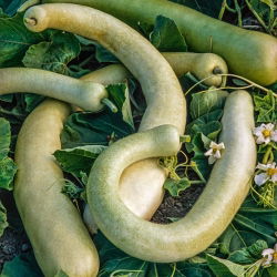 Calabaza del Peregrino - Sicilian Snake - Lagenaria siceraria - Frutos largos y trepadores, perfectos para vallas - Semillas frescas