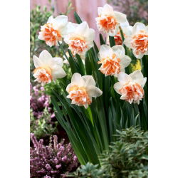 Dvostruki narcis "Extravaganza" - 5 kom.