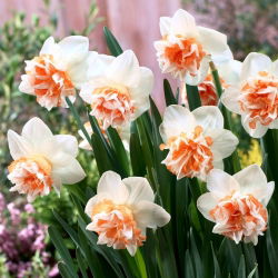 Dvostruki narcis "Extravaganza" - 5 kom.