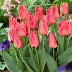 Tulip merah muda dengan pertumbuhan rendah - Greigii pink - 5 pcs. - 