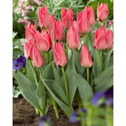 Tulip merah muda dengan pertumbuhan rendah - Greigii pink - 5 pcs. - 