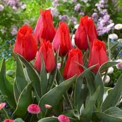 Tulip merah tumbuh rendah - Greigii merah - 5 pcs. - 