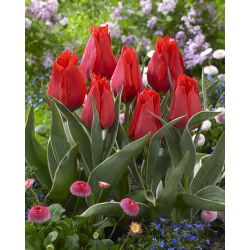 Tulip merah tumbuh rendah - Greigii merah - 5 pcs. - 