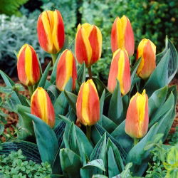 Tulip merah-kuning tumbuh rendah - Greigii merah-kuning - 5 pcs. - 