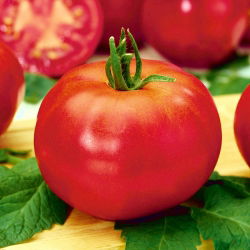 Tomato - Betalux - Early Harvest, Rich Flavour, Compact Size - Fresh Seeds