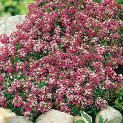 Silkedodre - rosa - 1750 frø - Lobularia maritima