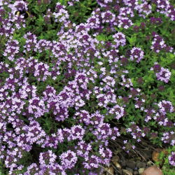 Leo Thyme, hạt húng tây Breckland - Thymus serpyllum - 750 hạt
