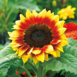Almindelig solsikke - Twilight Zone - Helianthus annuus - frø