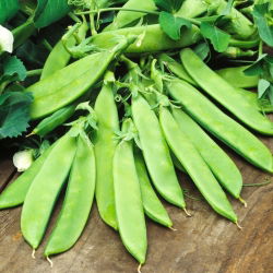 Pisello - Carouby - Pisum sativum - semi