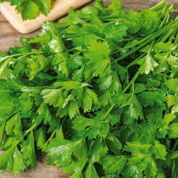 Cellery "Jemny" - kandungan minyak pati yang tinggi, tumbuh kembali dengan cepat selepas memotong - 360 biji - Apium graveolens - benih