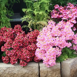 Spaltblume - Mischung - Schizanthus wisetonensis - Zarte Blüten für lebendige Rabatten - Samen