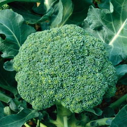 Broccoli - Limba - Maturare timpurie, cu creștere rapidă și bogat în vitamine - Semințe proaspete
