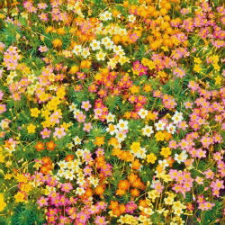 Linanthus hybrid - 370 seeds