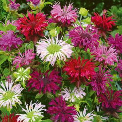 Crimson beebalm - variety mix; Scarlet beebalm, Scarlet monarda, Oswego tea - 180 seeds