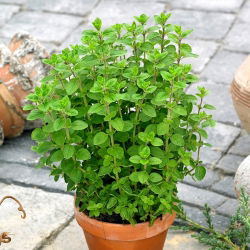 Mejorana - Origanum majorana - Ideal para sazonar sopas y carnes - Semillas frescas
