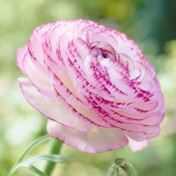 „Buttercup Aviv Picotee Pink“ - 10 vnt.