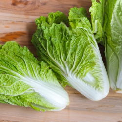 Kínai kel - Michihili -  Brassica rapa ssp. Pekinensis - magok