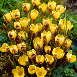 Crocus Gipsy Girl - 10 bebawang